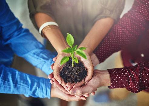 Hands of diverse people holding a small plant in soil, symbolizing growth and teamwork.